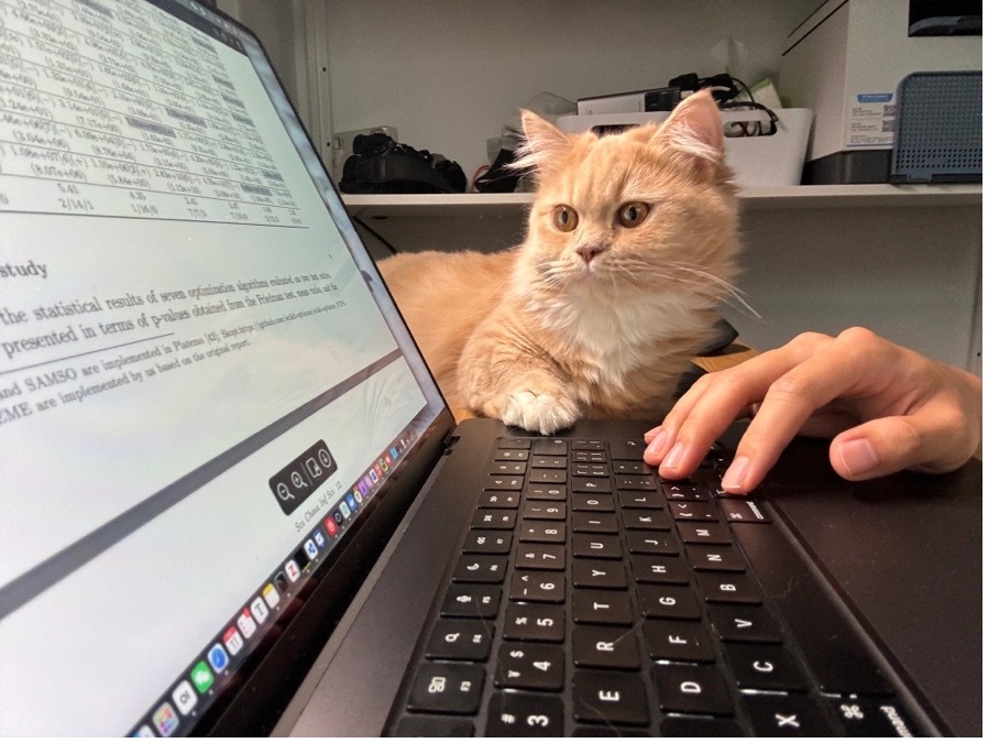 郝昊的小猫